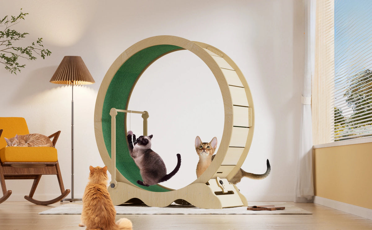 Quiet Indoor Cat Exercise Wheel With Detachable Carpet For Fitness